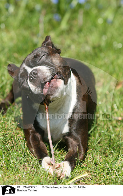 Boston Terrier / PM-03776