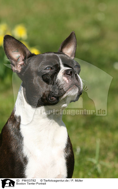 Boston Terrier Portrait / PM-03782