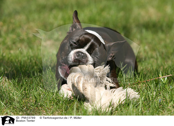 Boston Terrier / Boston Terrier / PM-03789