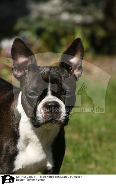 Boston Terrier Portrait / PM-03804