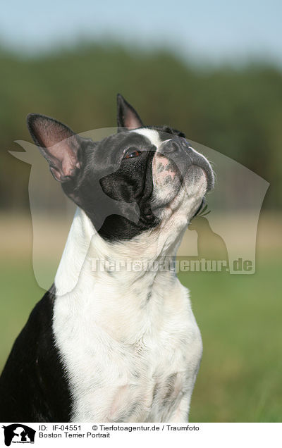 Boston Terrier Portrait / Boston Terrier Portrait / IF-04551