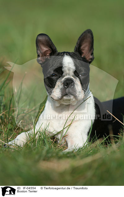 Boston Terrier / Boston Terrier / IF-04554