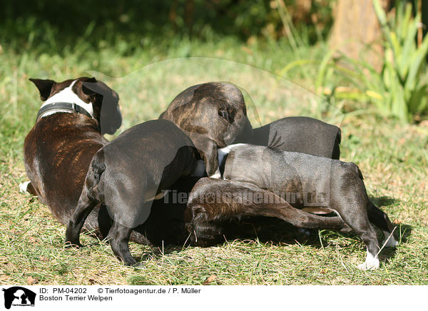Boston Terrier Welpen / Boston Terrier puppies / PM-04202