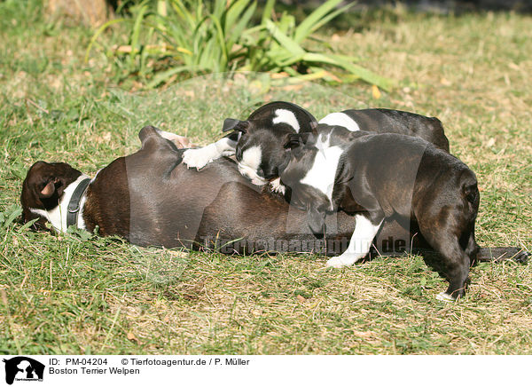 Boston Terrier Welpen / Boston Terrier puppies / PM-04204