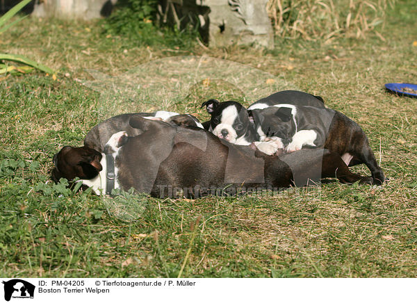 Boston Terrier Welpen / Boston Terrier puppies / PM-04205