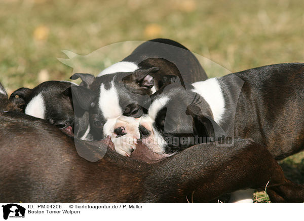 Boston Terrier Welpen / Boston Terrier puppies / PM-04206