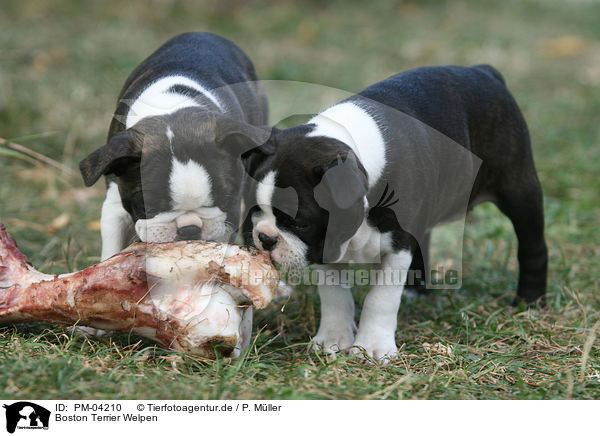 Boston Terrier Welpen / Boston Terrier puppies / PM-04210