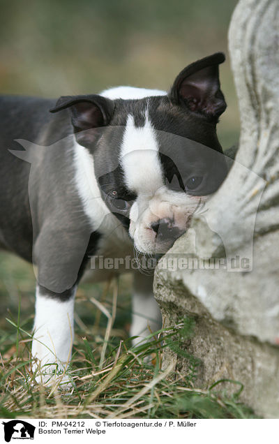 Boston Terrier Welpe / Boston Terrier puppy / PM-04212