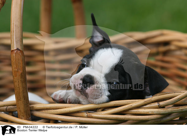 Boston Terrier Welpe / PM-04222
