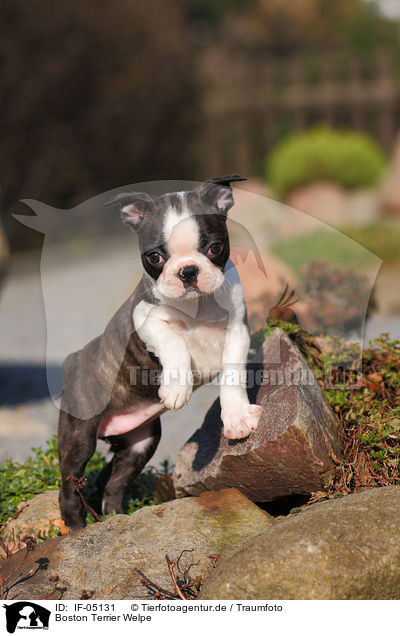 Boston Terrier Welpe / IF-05131