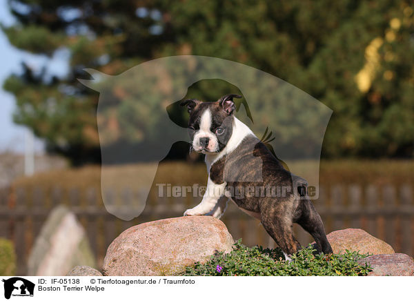 Boston Terrier Welpe / IF-05138