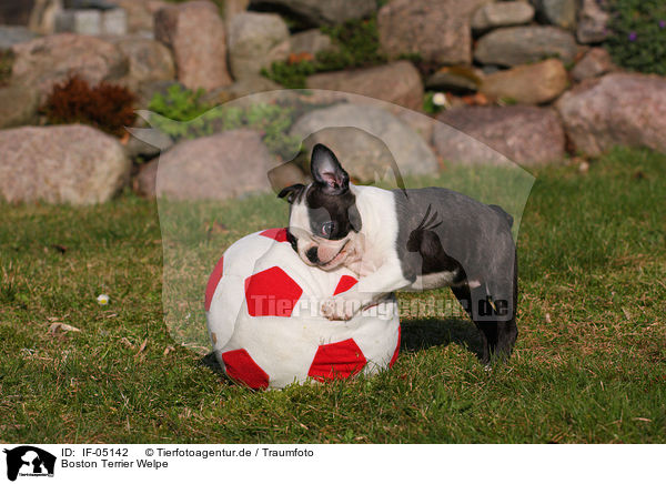 Boston Terrier Welpe / IF-05142