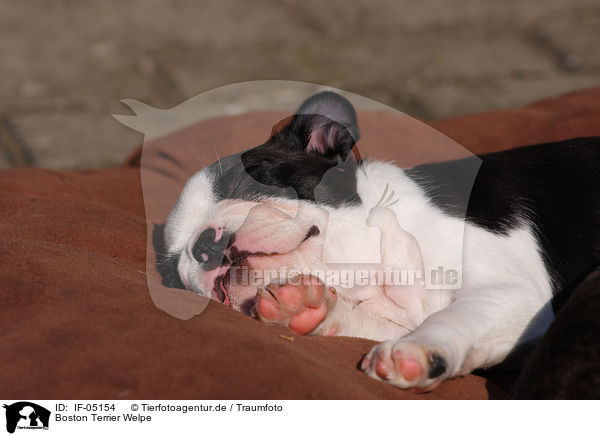 Boston Terrier Welpe / Boston Terrier Puppy / IF-05154