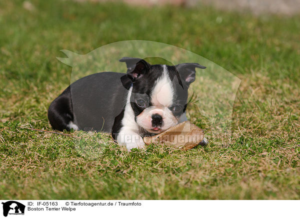 Boston Terrier Welpe / IF-05163
