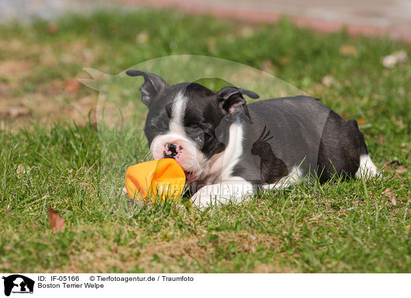 Boston Terrier Welpe / IF-05166