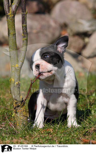 Boston Terrier Welpe / IF-05168