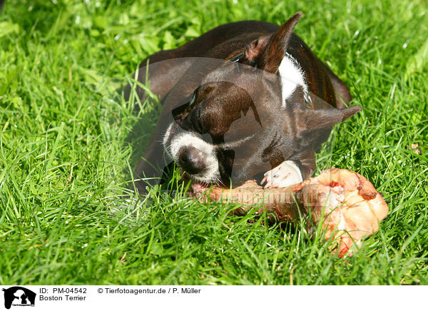 Boston Terrier / PM-04542