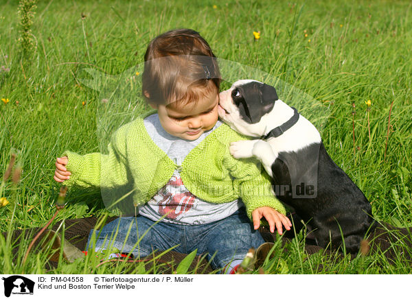 Kind und Boston Terrier Welpe / kid with Boston Terrier Puppy / PM-04558