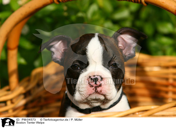 Boston Terrier Welpe / PM-04573