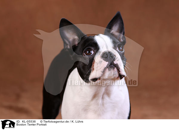 Boston Terrier Portrait / KL-05536