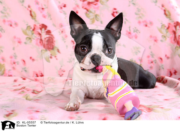 Boston Terrier / Boston Terrier / KL-05557