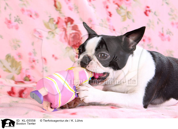 Boston Terrier / Boston Terrier / KL-05558
