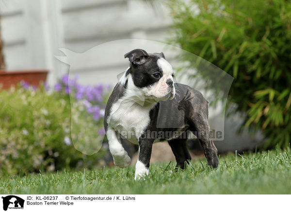 Boston Terrier Welpe / Boston Terrier Puppy / KL-06237