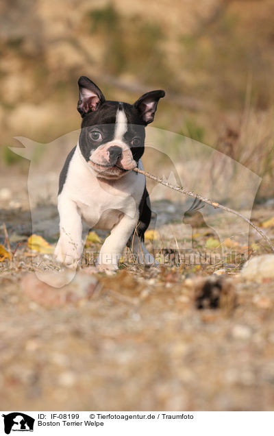 Boston Terrier Welpe / Boston Terrier puppy / IF-08199