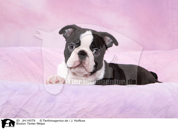 Boston Terrier Welpe / JH-14079