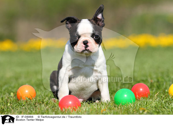 Boston Terrier Welpe / Boston Terrier Puppy / IF-08866