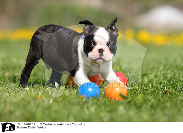 Boston Terrier Welpe / Boston Terrier Puppy / IF-08869