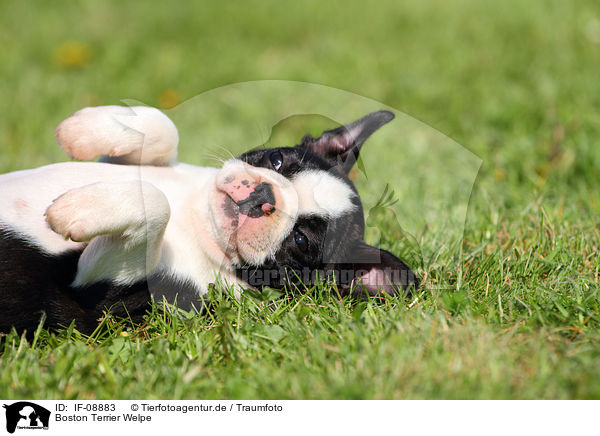 Boston Terrier Welpe / Boston Terrier Puppy / IF-08883