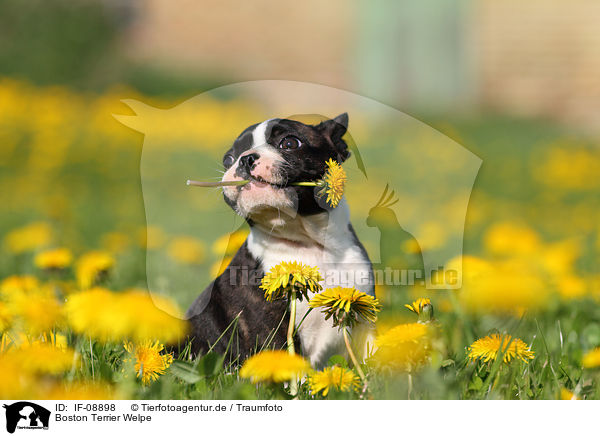 Boston Terrier Welpe / IF-08898