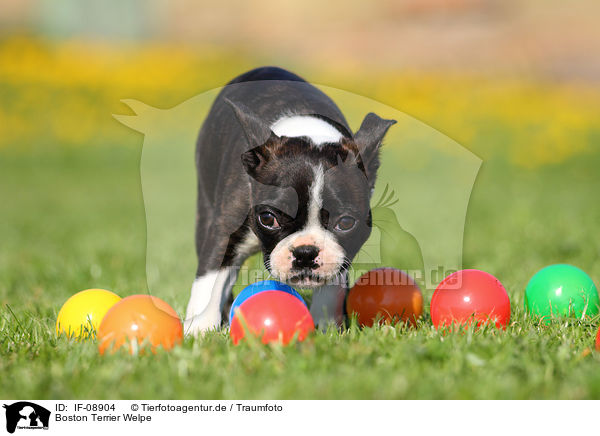 Boston Terrier Welpe / Boston Terrier Puppy / IF-08904