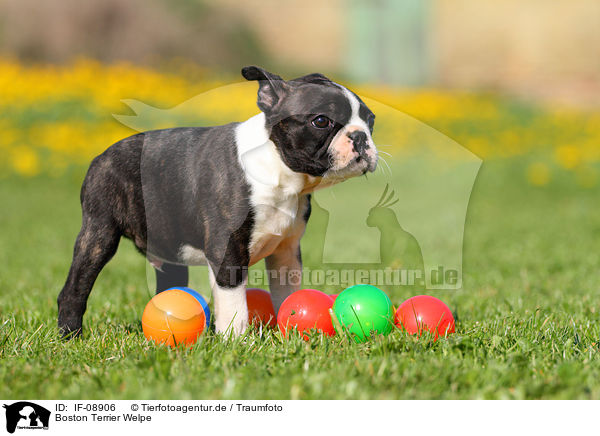 Boston Terrier Welpe / Boston Terrier Puppy / IF-08906