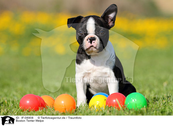 Boston Terrier Welpe / Boston Terrier Puppy / IF-08908