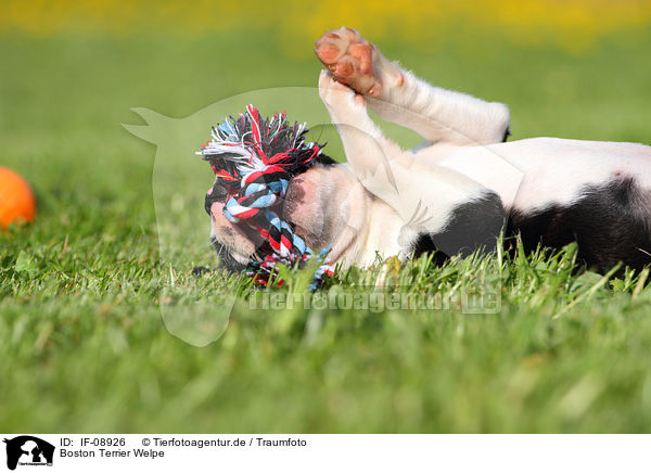 Boston Terrier Welpe / Boston Terrier Puppy / IF-08926