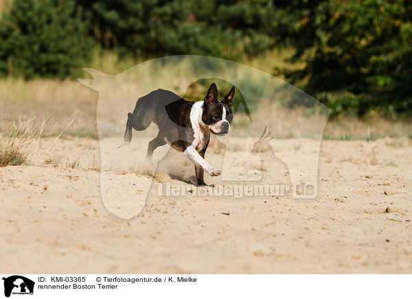 rennender Boston Terrier / running Boston Terrier / KMI-03365