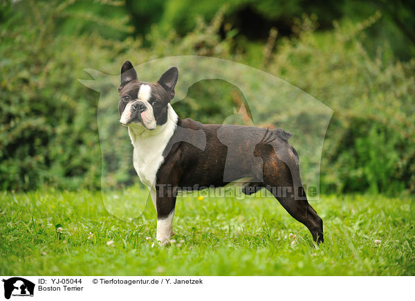 Boston Terrier / Boston Terrier / YJ-05044