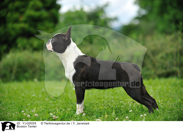 Boston Terrier / Boston Terrier / YJ-05055