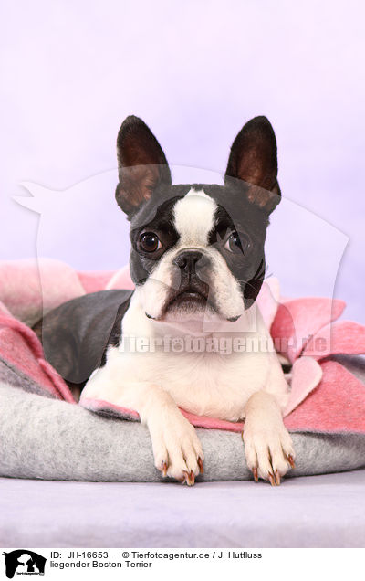 liegender Boston Terrier / lying Boston Terrier / JH-16653