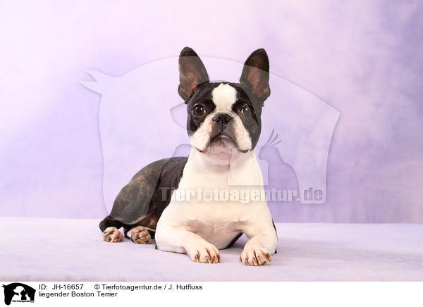 liegender Boston Terrier / lying Boston Terrier / JH-16657