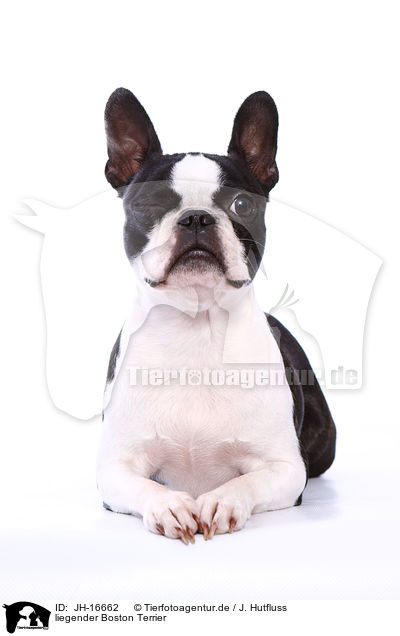 liegender Boston Terrier / JH-16662