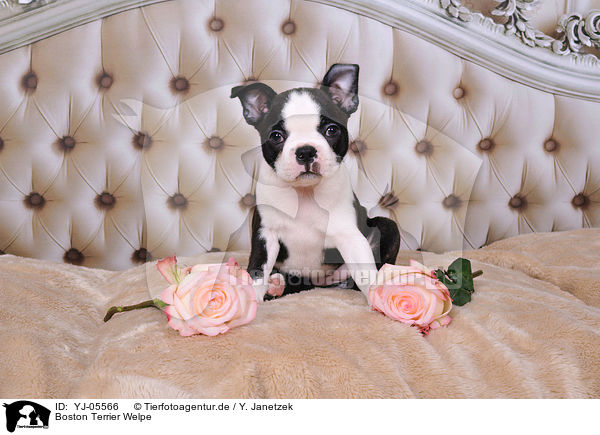 Boston Terrier Welpe / YJ-05566