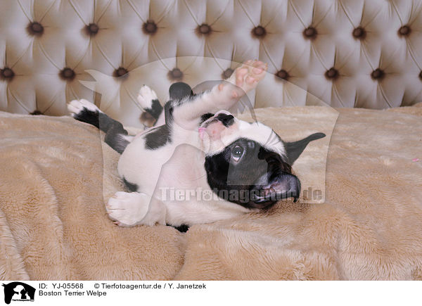 Boston Terrier Welpe / Boston Terrier Puppy / YJ-05568