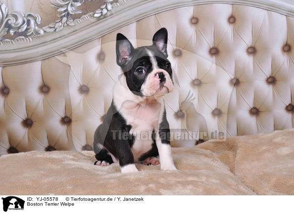 Boston Terrier Welpe / YJ-05578