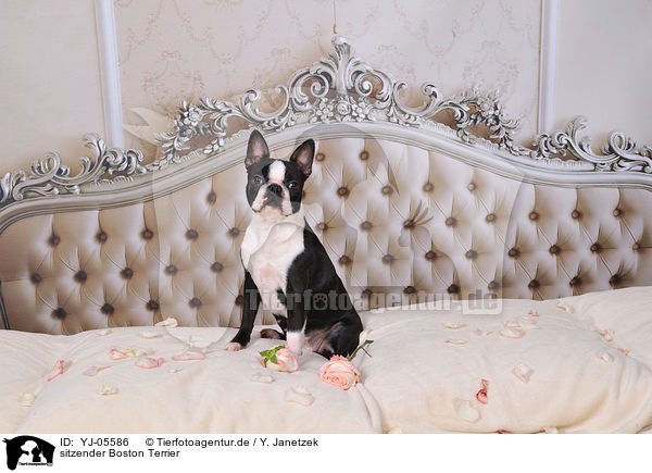 sitzender Boston Terrier / YJ-05586
