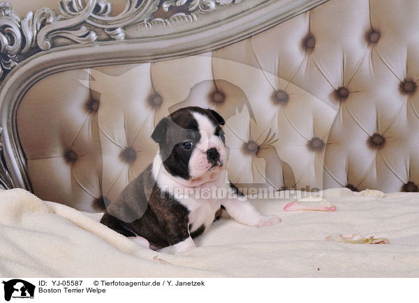 Boston Terrier Welpe / YJ-05587