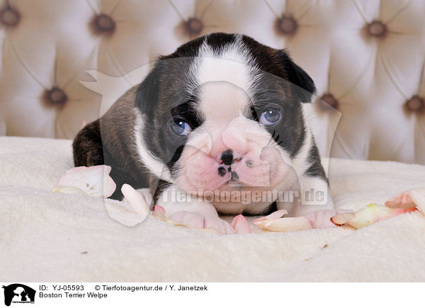 Boston Terrier Welpe / YJ-05593