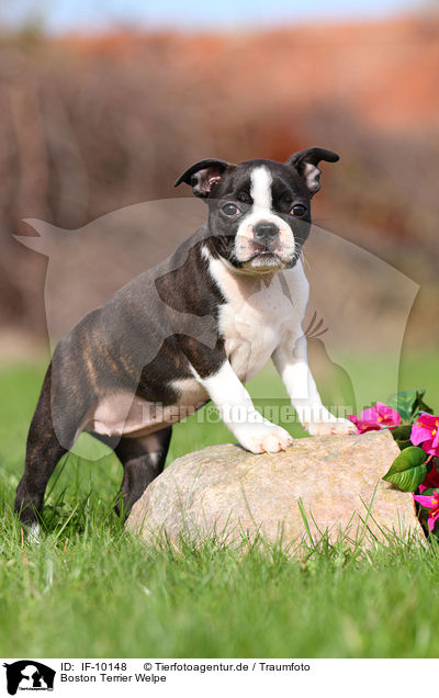 Boston Terrier Welpe / Boston Terrier Puppy / IF-10148